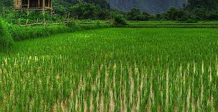 06/11/16 Autosuffisance en riz: Une proccupation pour les organisations agricoles dAboisso